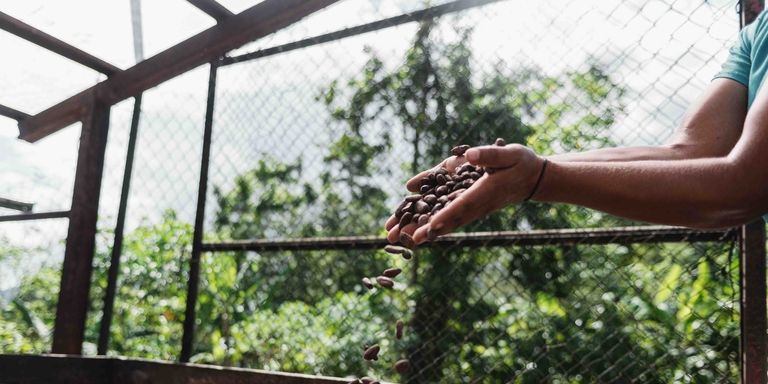 Persona sosteniendo granos de café en sus manos. Agricultura y Desarrollo Rural - Banco Interamericano de Desarrollo - BID 